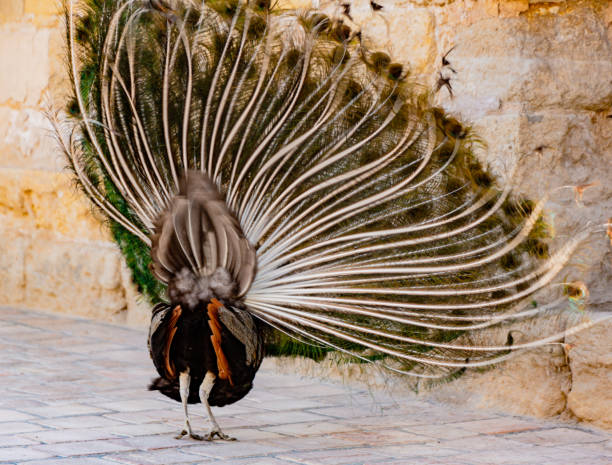 Indian Peacock in Ranthambhore National Park, Rajasthan, India. Wildlife Shot.  48495/1
