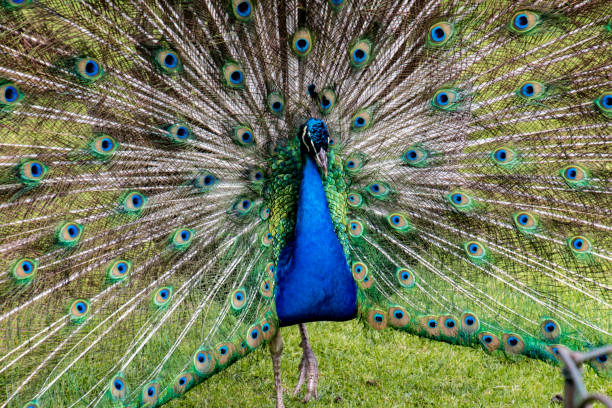 istock Male peacock displaying full plumage 1016358226