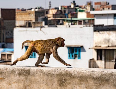 Urban monkey walks on a wall in Delhi, India