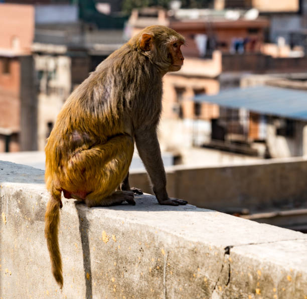 istock Urban monkey looks out over city 1016358422