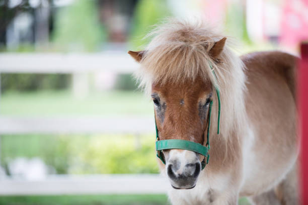 Dwarf horse in farm.