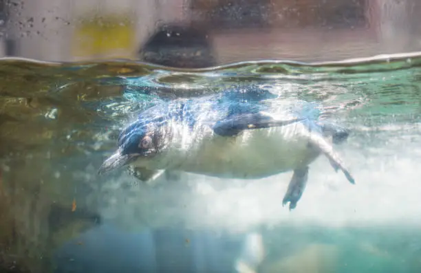Photo of Fairy penguin (Or little penguin) swimming underwater.