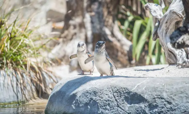 Photo of Couple of Fairy penguin (or Little penguin) standing on the rock.