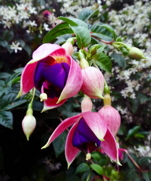 istock Pink & Purple Flower 1016372258