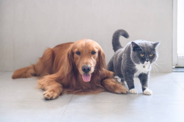 istock British short hair cat and golden retriever 1016372690