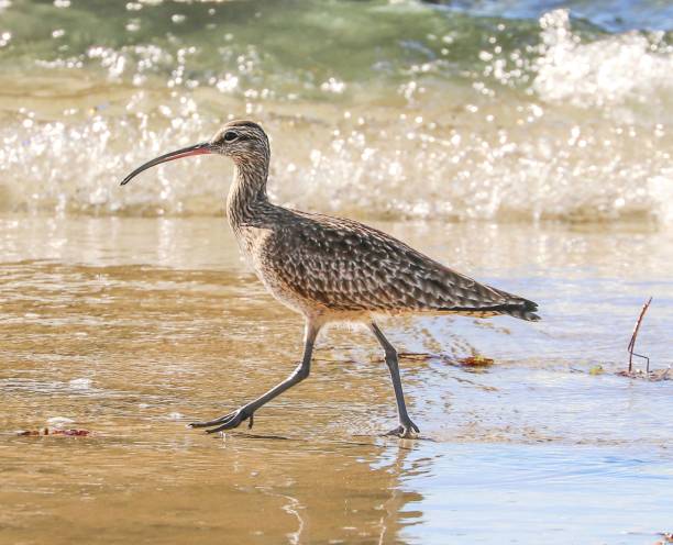 Curlew On The Beach stock photo