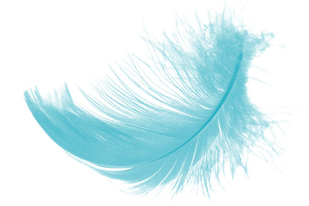 istock feather color turquoise emerald green on white background 1016372842