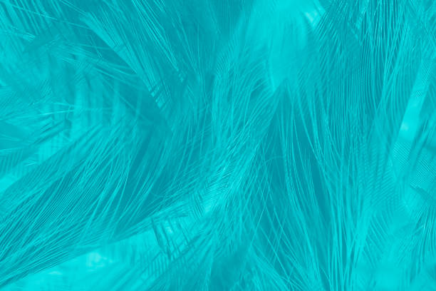 istock feather color turquoise emerald green background 1016374882