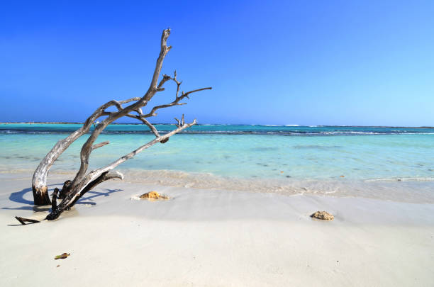 istock Baby Beach Aruba still life with driftwood (polarized filter) 1016381650