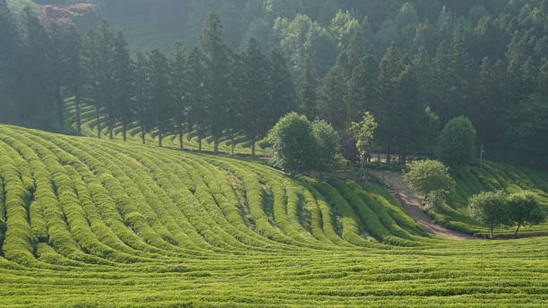 istock Beautiful nature landscape with mountain, tree and sky 1016381950