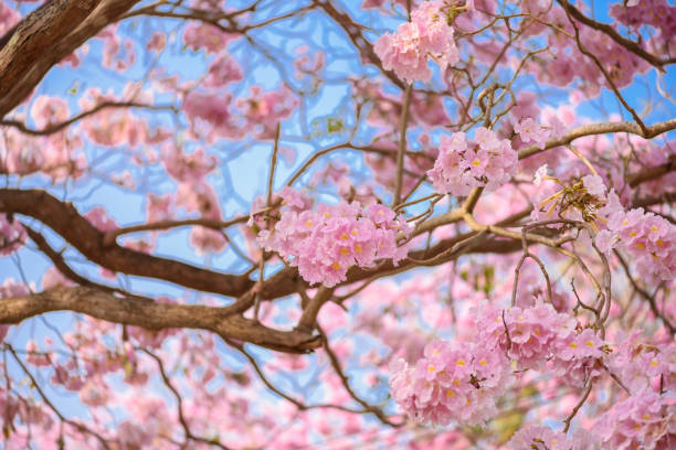 istock Tabebuia rosea is a Pink Flower neotropical tree and blue sky 1016384618