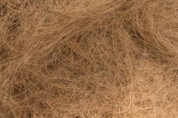 istock Background texture of coconut husk fibers 1016389572