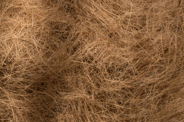 istock Background texture of coconut husk fibers 1016389714