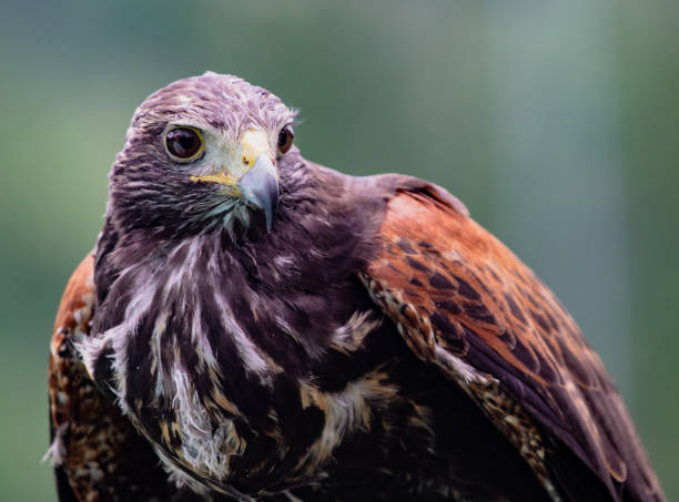 istock Close-up of immature Black-Chested Buzzard-Eagle head 1016390036