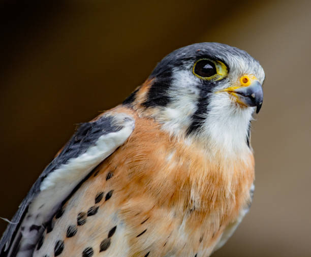 american kestrel thront - kestrel hawk beak falcon stock-fotos und bilder