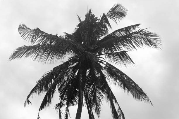 istock Lone palm in grainy film black and white. 1016390428