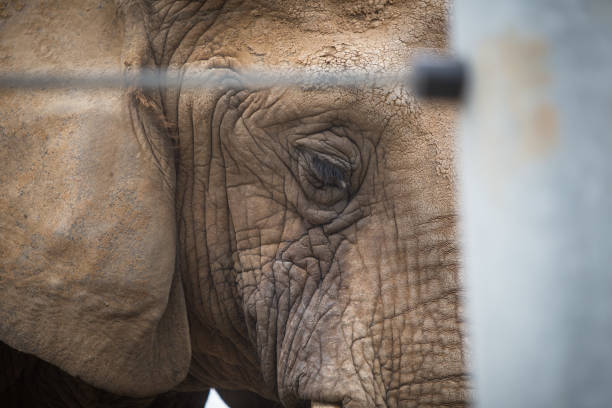 istock Eyes of a Sad Elephant 1016390470