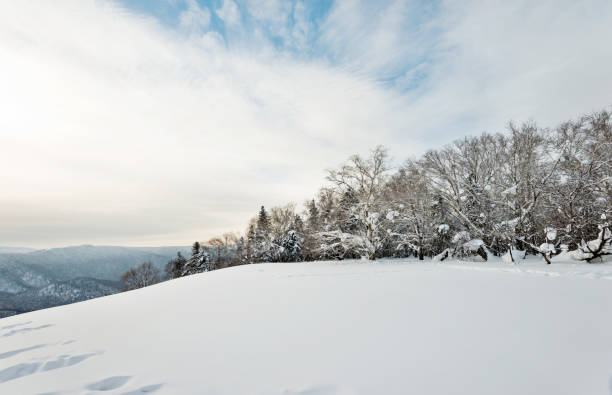 istock Trees in the snow mountain 1016390494