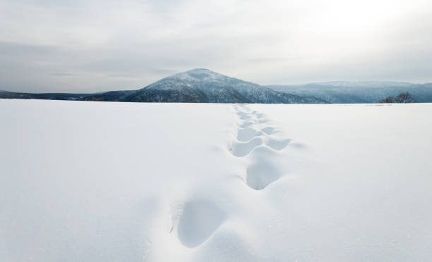Footprints in the snow field on the mountain.
