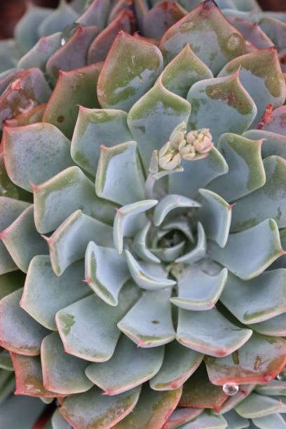 istock Summer flora and Fauna 1016395340