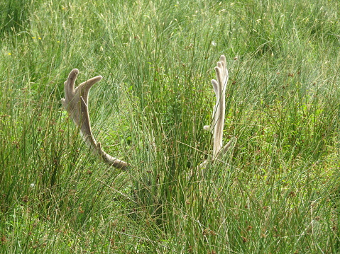 Wild deer in parkland