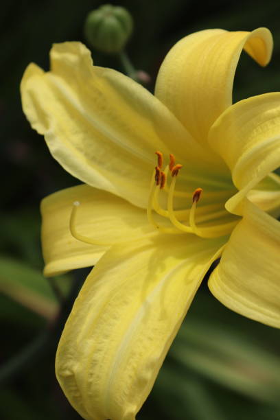 istock Summer flora and fauna 1016400784