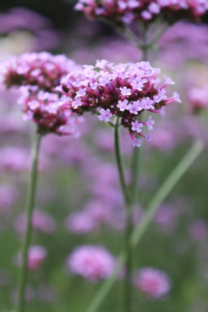 istock Summer flora and fauna 1016400828