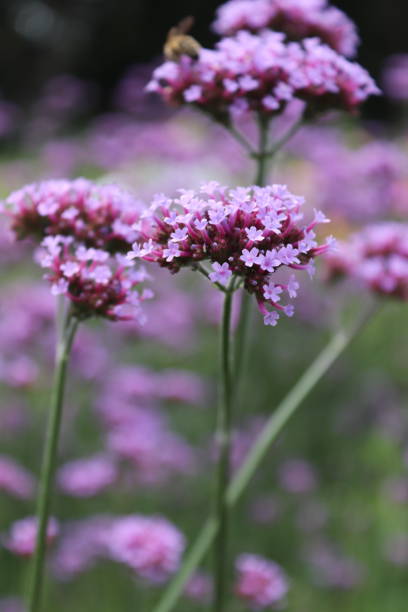 istock Summer flora and fauna 1016400838