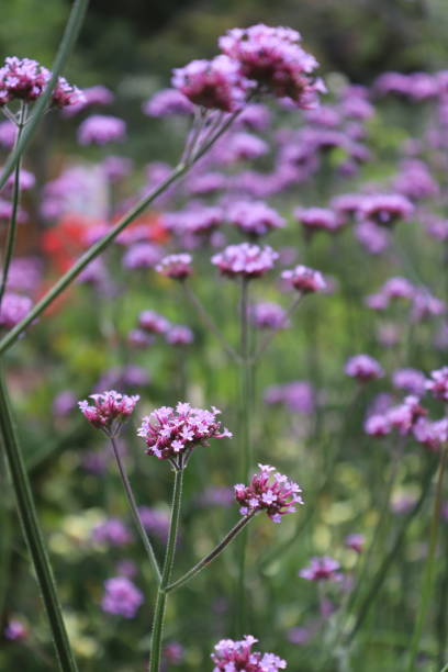 istock Summer flora and fauna 1016400860
