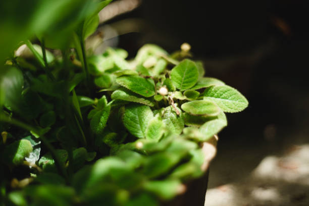 istock Green Plant in the Garden 1016401022
