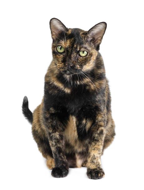 istock Beautiful black cat and yellow pattern sitting isolated on white background. 1016405724