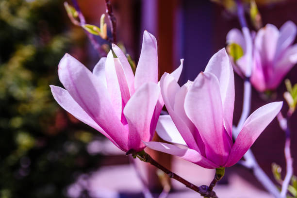 istock Flowers of the magnolia tree on spring day 1016406000