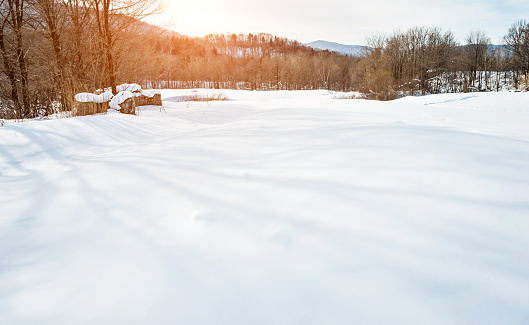 Trees in the snow field.