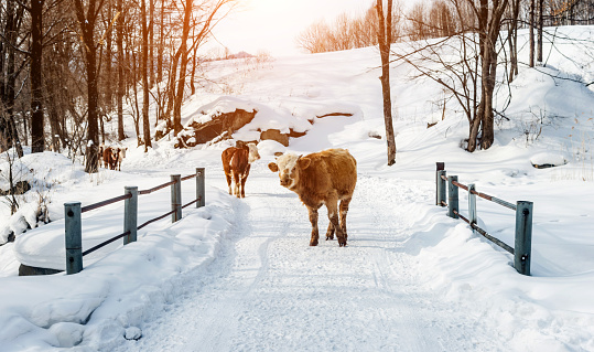 Cattle walking on the winter road.