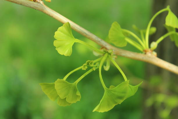 istock Fresh green ginkgo biloba leaves 1016428764