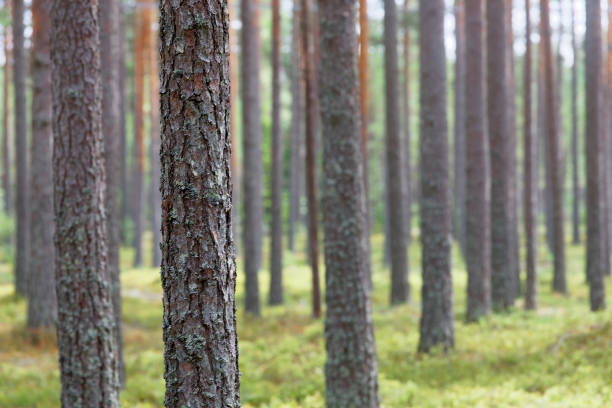 istock Pine tree trunk in a well managed wood 1016439346