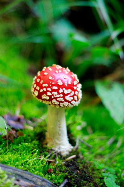 istock Red Poisoned Mushroom Growing In The Summer Forest 1016439350