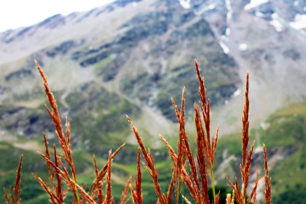 Idyllic alpine meadow with golden daisies and wild orchids.