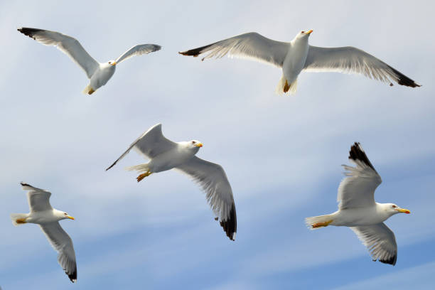istock Flying flock of seagull. 1016444184