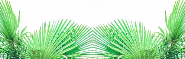 Photo of Banner Palm leaves against the sky Tropical background Bright sunny colors Vintage