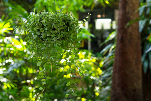 istock Dischidia nummularia Variegata was hung with a tree. 1016449086