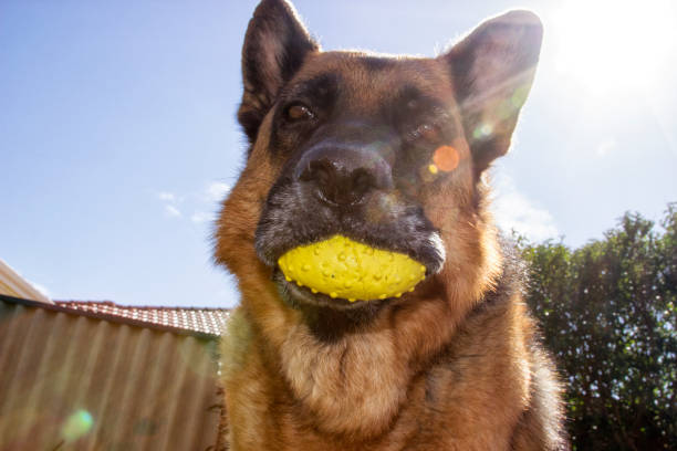 owczarek niemiecki w podwórku - dog retrieving german shepherd pets zdjęcia i obrazy z banku zdjęć