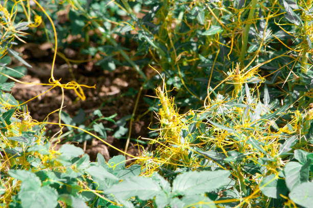 istock Dodder Genus Cuscuta is parasitic and totally dependent on other host plants for survival 1016453546