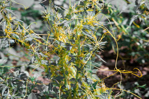 istock Dodder Genus Cuscuta is parasitic and totally dependent on other host plants for survival 1016453598