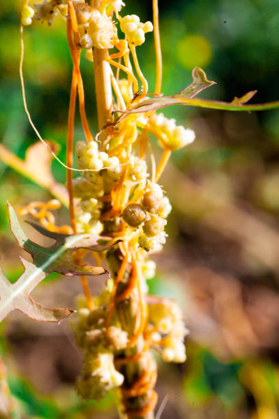 istock Dodder Genus Cuscuta is parasitic and totally dependent on other host plants for survival 1016453680