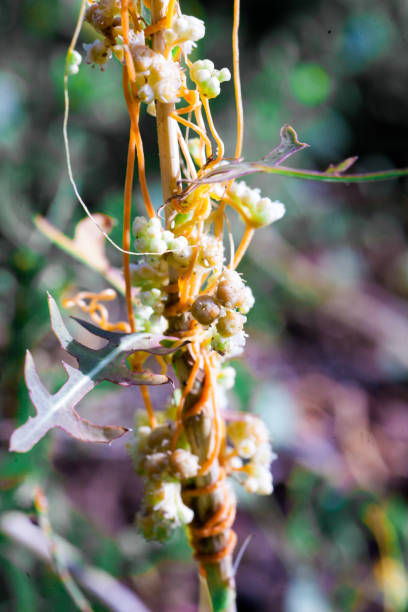 istock Dodder Genus Cuscuta is parasitic and totally dependent on other host plants for survival 1016453692