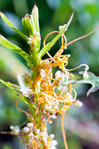 istock Dodder Genus Cuscuta is parasitic and totally dependent on other host plants for survival 1016453712