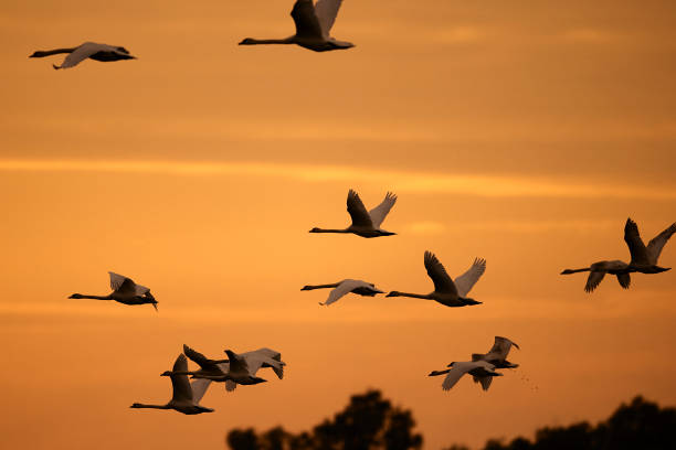 istock swans flying in the sunset 1016453744