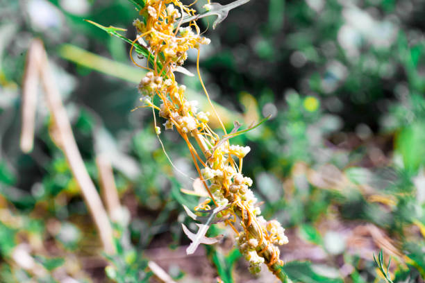 istock Dodder Genus Cuscuta is parasitic and totally dependent on other host plants for survival 1016454298