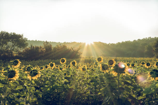 istock Sunflowers green field with sun flare sunrising 1016454340